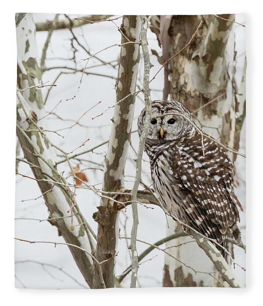 Owl Fleece Blanket featuring the photograph Barred Owl by Holly Ross