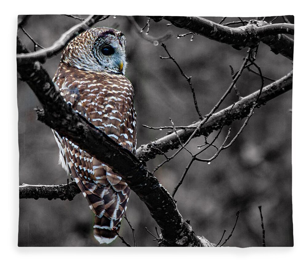 Barred Owl Fleece Blanket featuring the photograph Barred Owl hungry by Jeff Folger