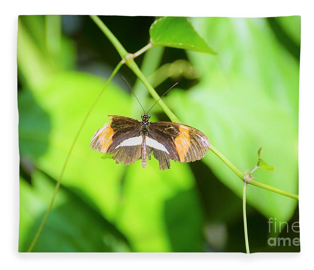Cleveland Ohio Butterfly Fleece Blanket featuring the photograph Battle-worn Survivor by Merle Grenz