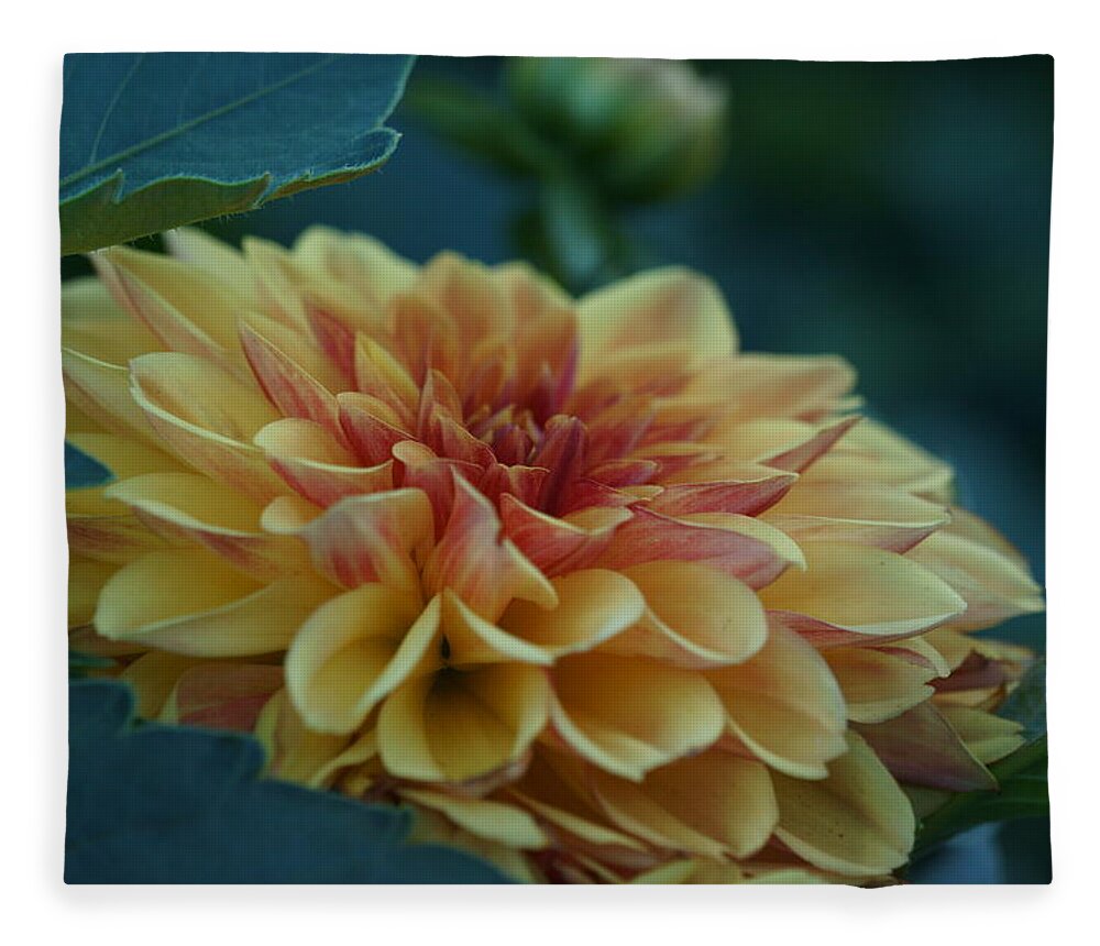 Flowers Fleece Blanket featuring the photograph Beautiful Dahlia 2 by Dimitry Papkov