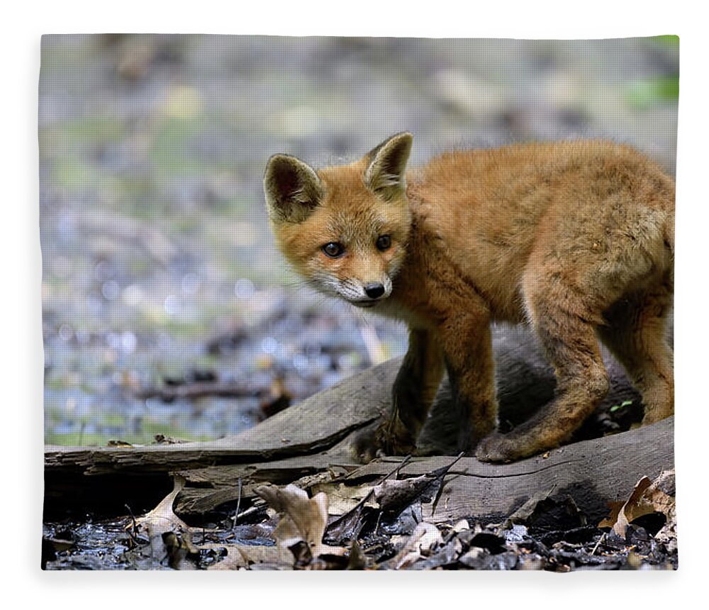 Fox Cub Fleece Blanket featuring the photograph Beautiful fox cub by Sam Rino
