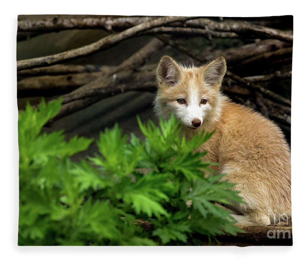 Fox Fleece Blanket featuring the photograph Beautiful young fox by Sam Rino
