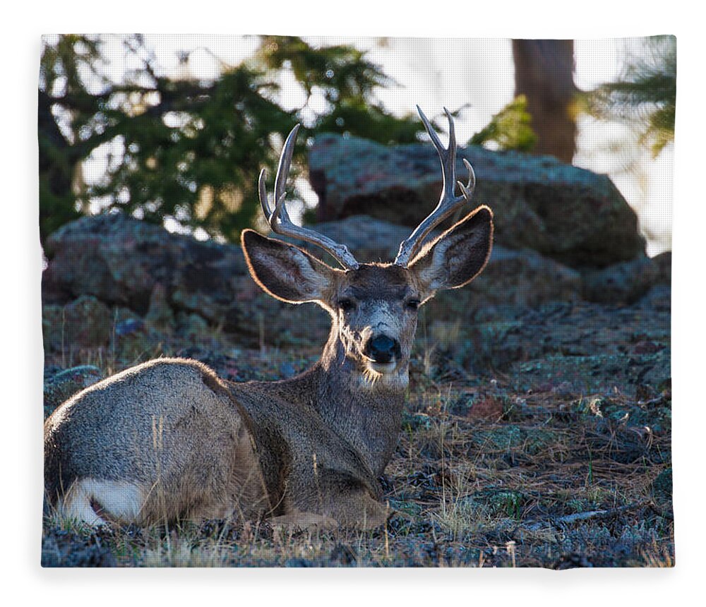Mule Deer Fleece Blanket featuring the photograph Bed Down For The Evening by Mindy Musick King