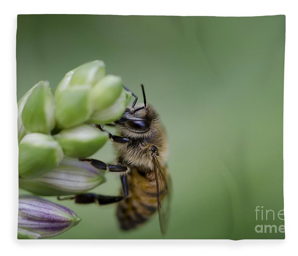 Bee Fleece Blanket featuring the photograph Busy Bee by Andrea Silies