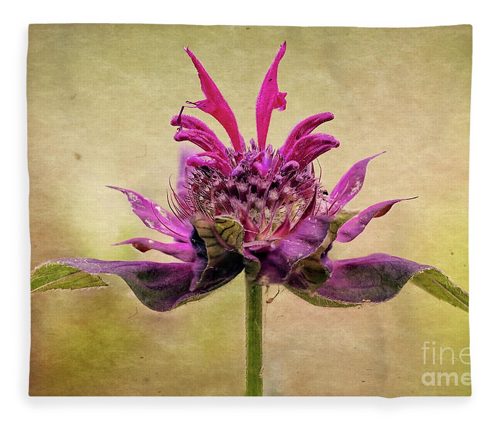 Bee Balm Fleece Blanket featuring the photograph Bee Balm with a Vintage Touch by Anita Pollak