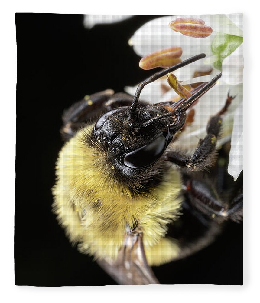  Outside Outdoors Nature Natural Light Closeup Close Up Close-up Ma Mass Massachusetts New England Newengland U.s.a. Usa Brian Hale Brianhalephoto Kolarivision Flower Botany Botanical Garden Macro Bee Bees Apiary Guacfuser Fleece Blanket featuring the photograph Bee Macro 1 by Brian Hale
