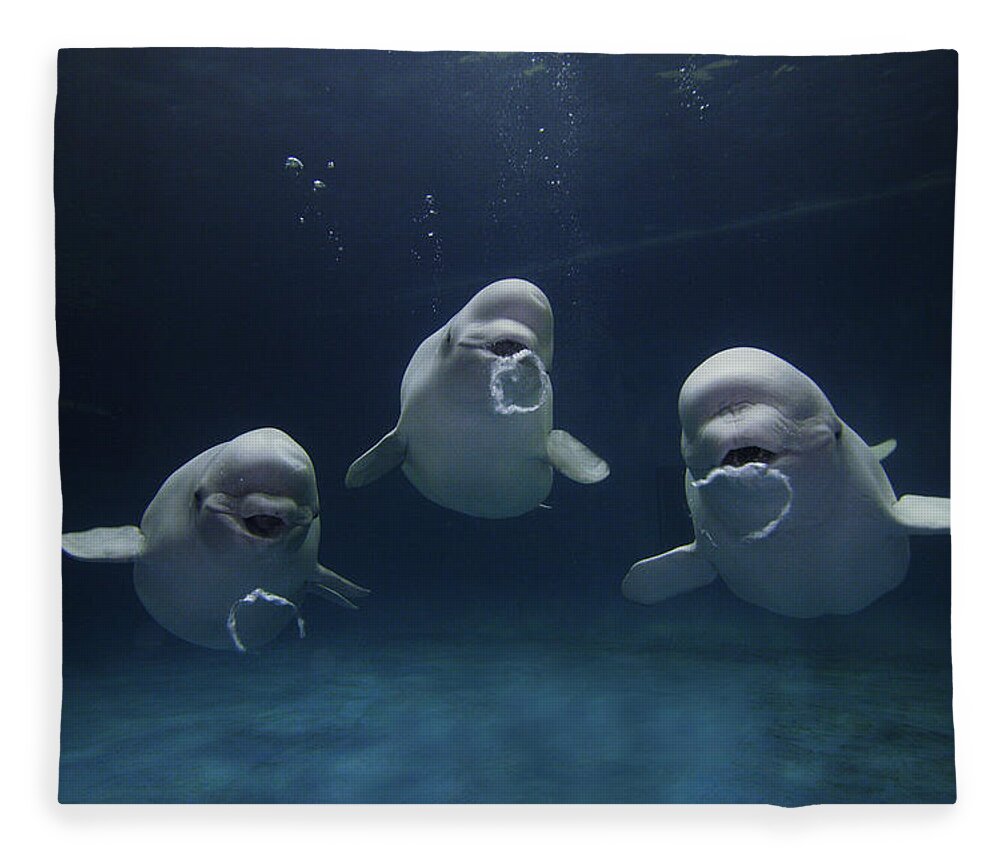 Mp Fleece Blanket featuring the photograph Beluga Whale Trio Blowing Bubbles by Hiroya Minakuchi
