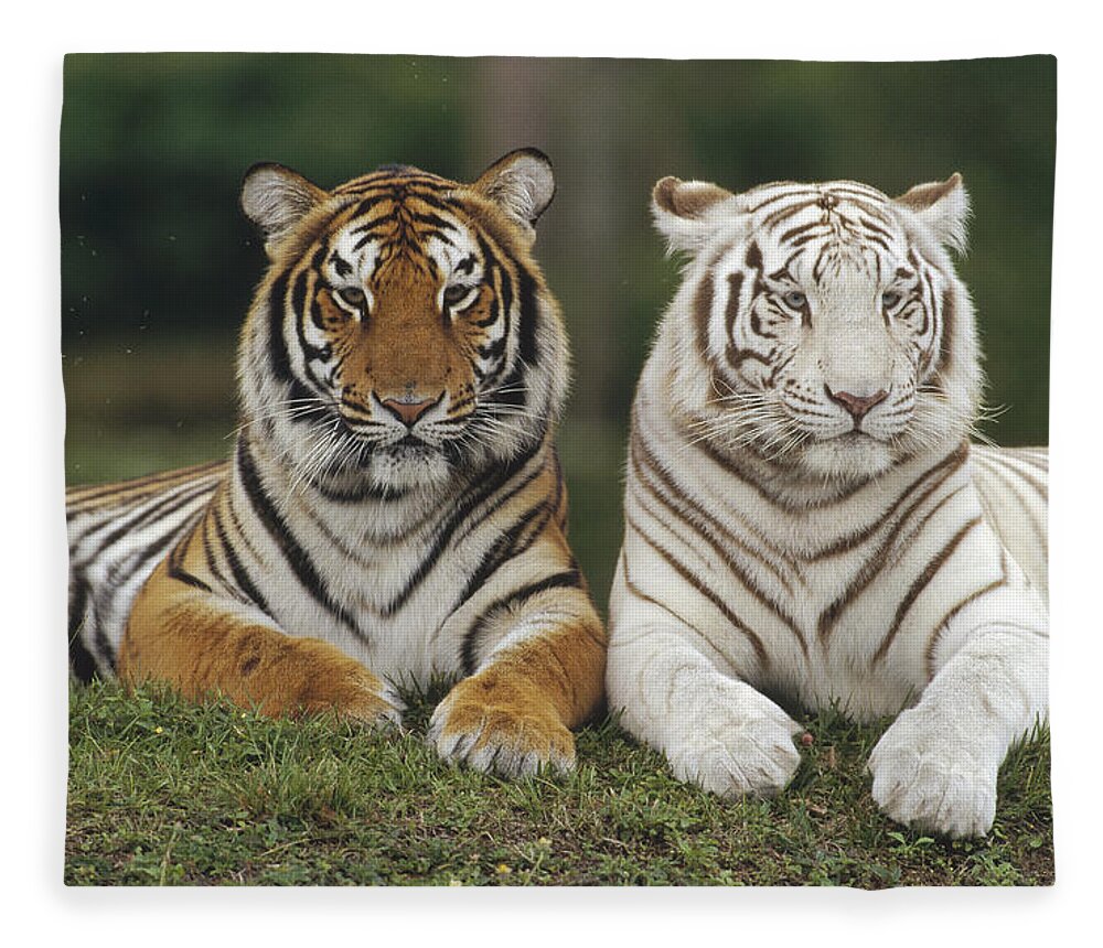 00761896 Fleece Blanket featuring the photograph Bengal Tiger Team by Konrad Wothe