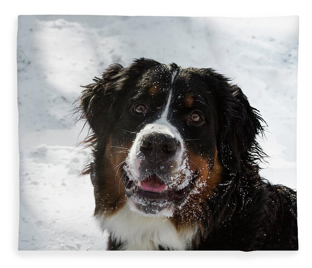 Jean Noren Fleece Blanket featuring the photograph Bernese Mt Dog by Jean Noren