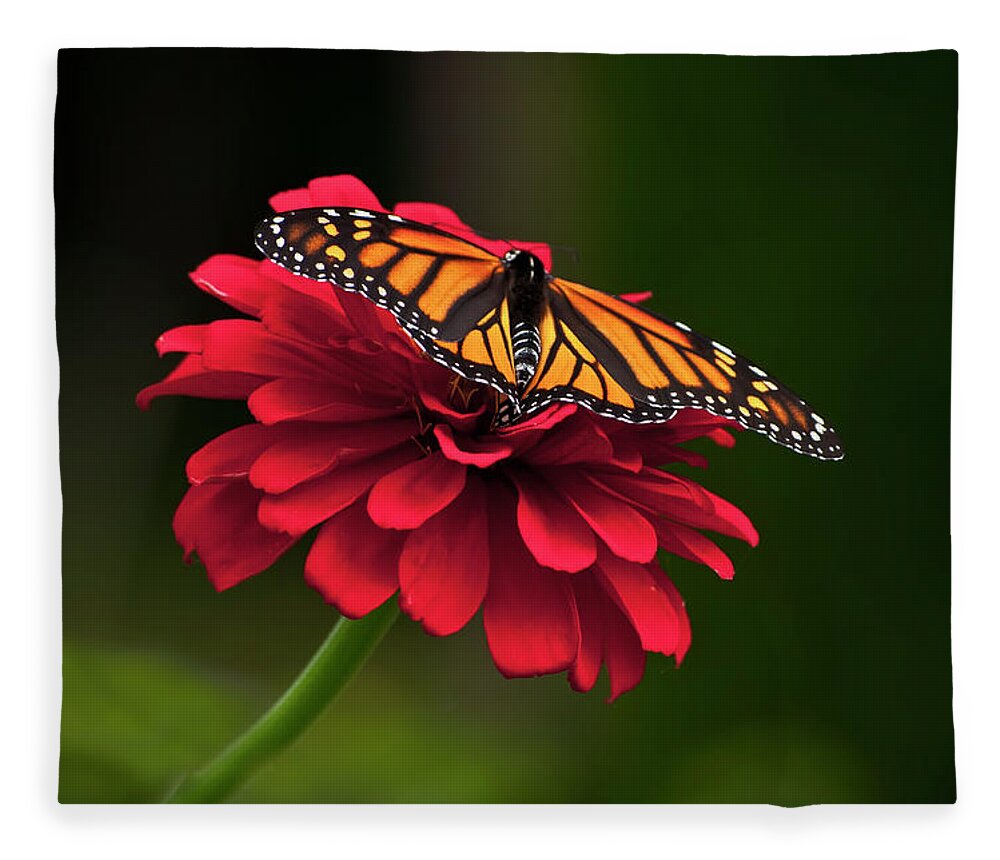 Butterfly Fleece Blanket featuring the photograph BFF by Jeff Cooper