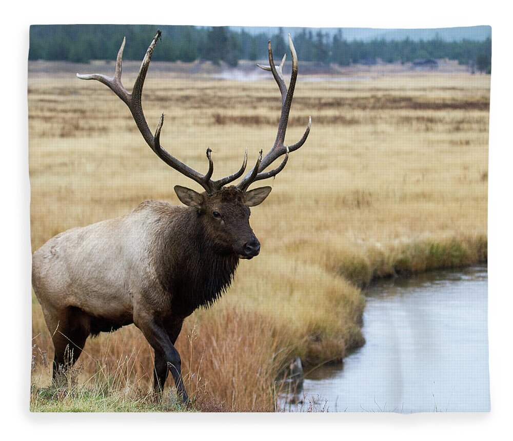 Elk Fleece Blanket featuring the photograph Big Bull Elk by Wesley Aston