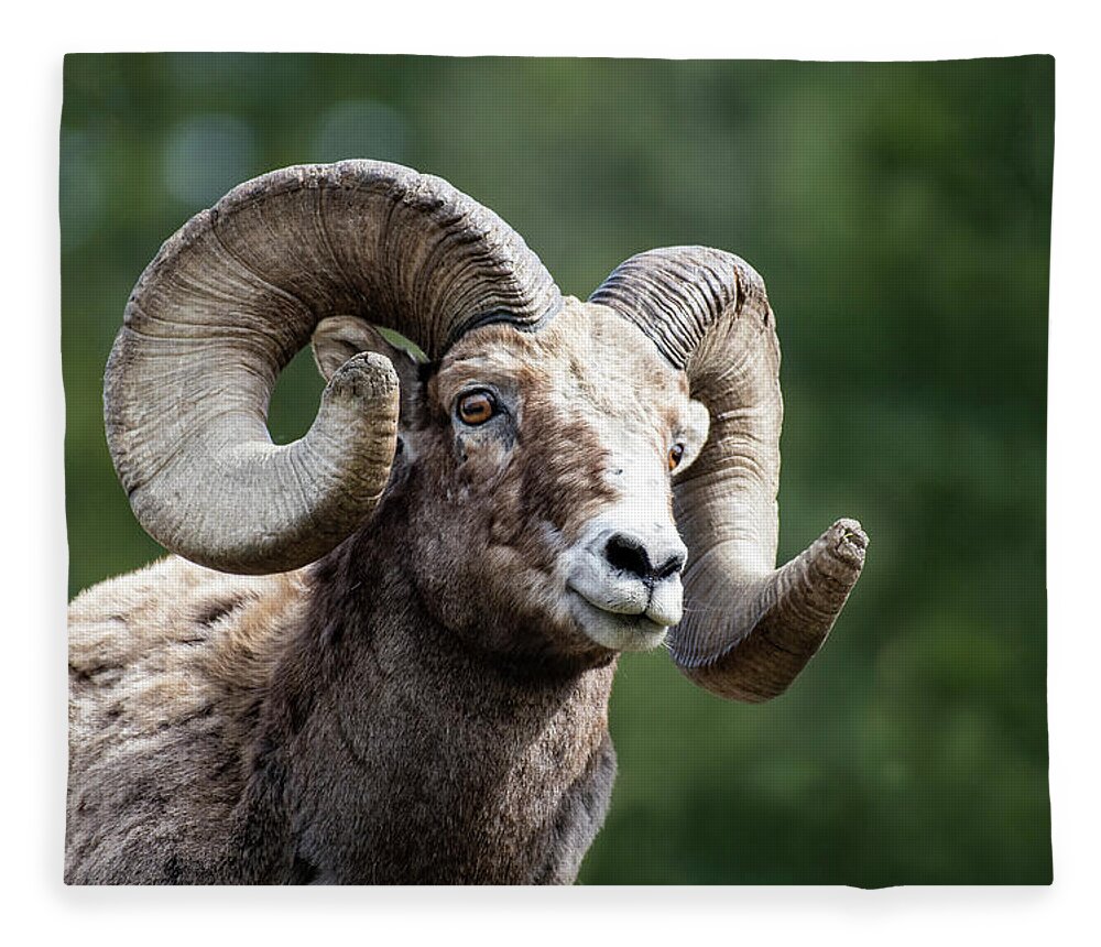 Ram Fleece Blanket featuring the photograph Big Horn Sheep by Scott Read