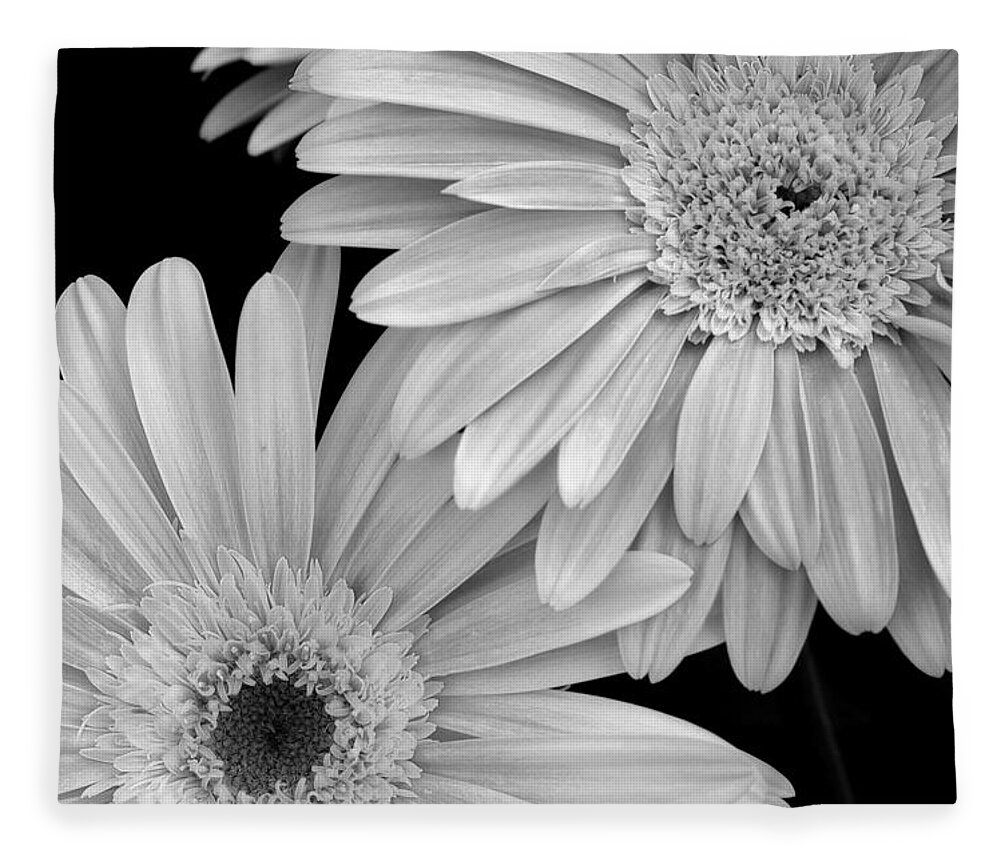 Flower Fleece Blanket featuring the photograph Black and White Gerbera Daisies 1 by Amy Fose