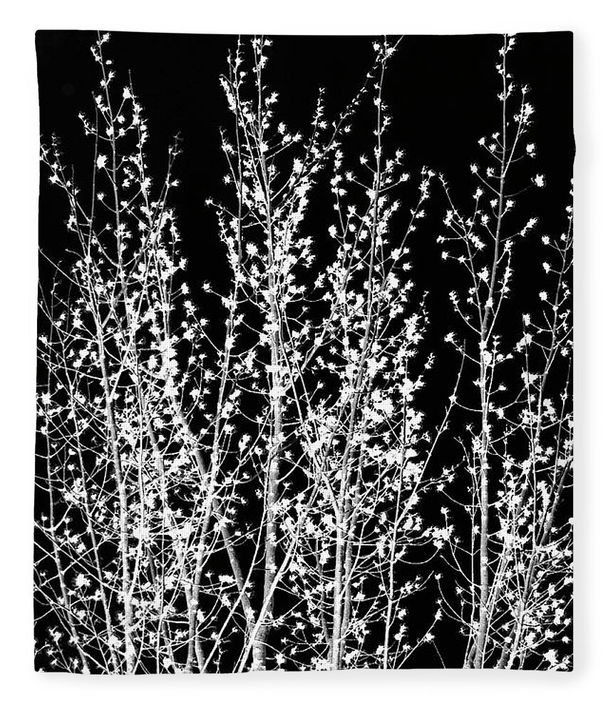 Black And White Fleece Blanket featuring the mixed media Black And White Trees by Christina Rollo