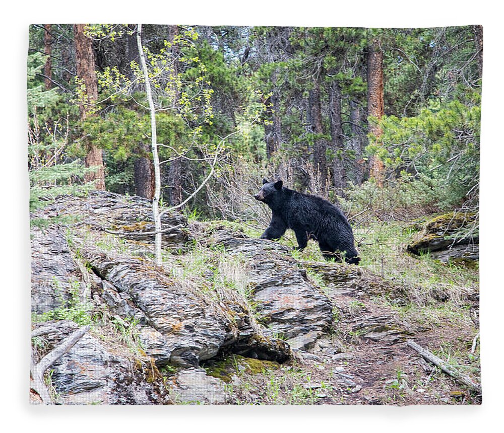Photosbymch Fleece Blanket featuring the photograph Black Bear at Johnston Canyon by M C Hood