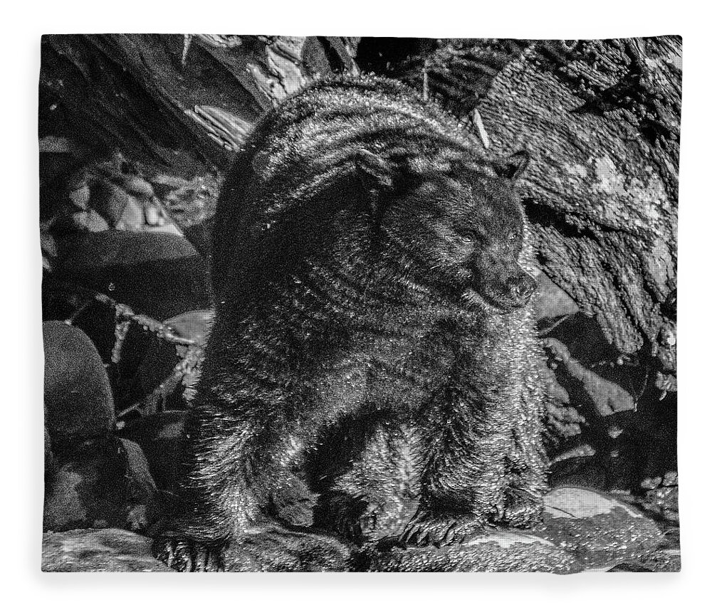 Black Bear Fleece Blanket featuring the photograph Black Bear Creekside by Roxy Hurtubise