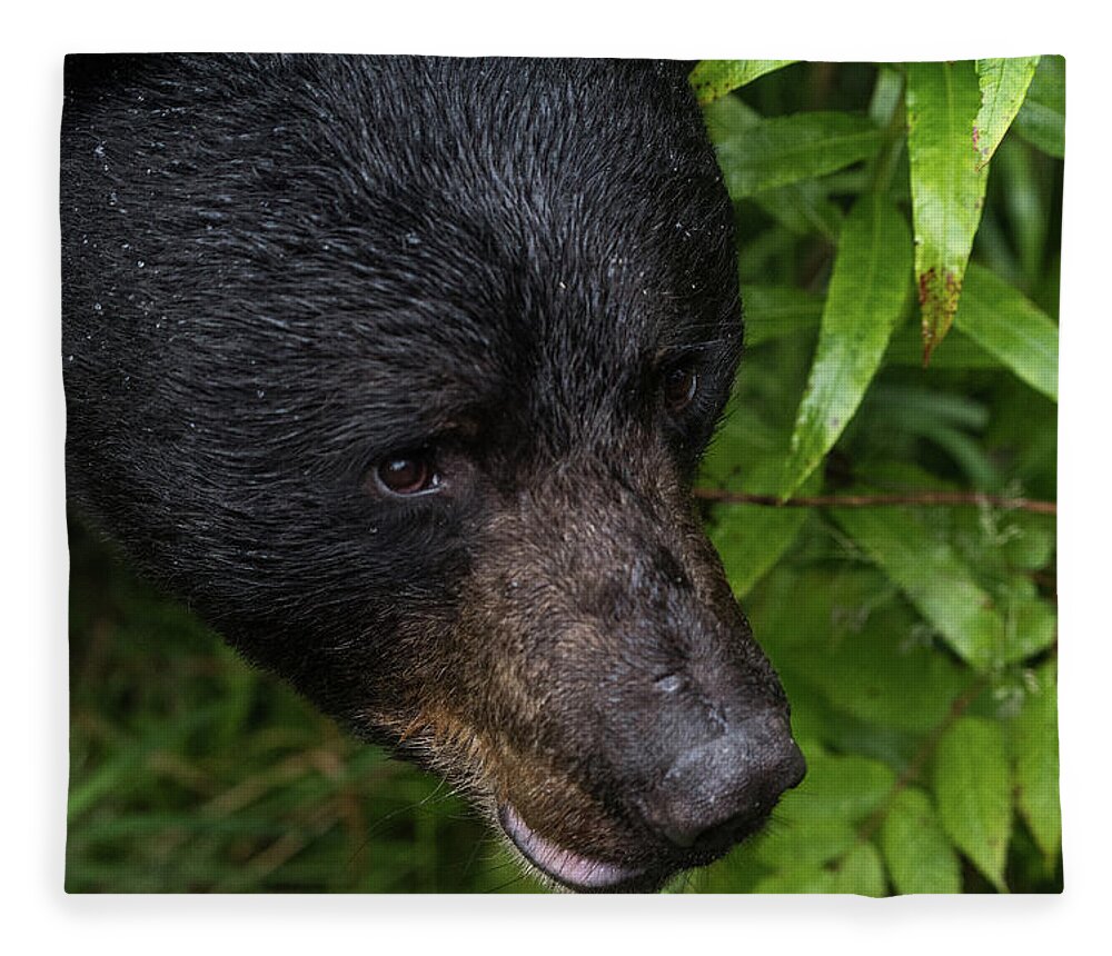 Bear Fleece Blanket featuring the photograph Black Bear by David Kirby
