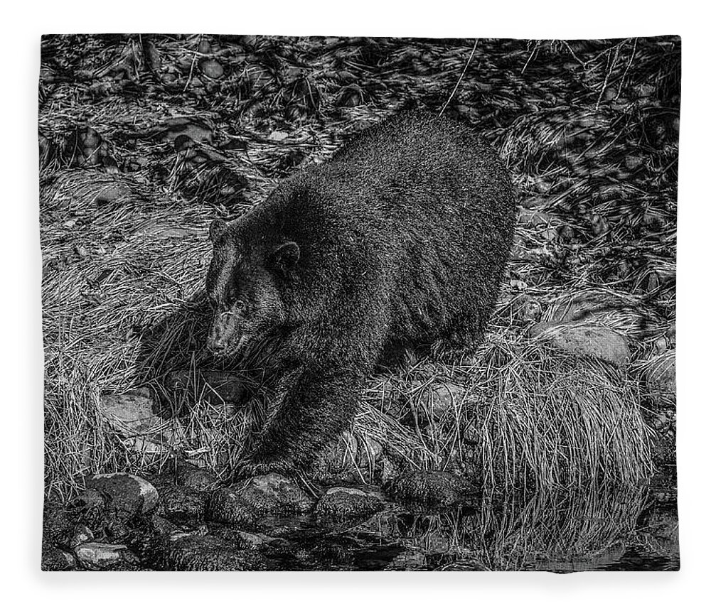 Black Bear Fleece Blanket featuring the photograph Black Bear Salmon Seeker by Roxy Hurtubise