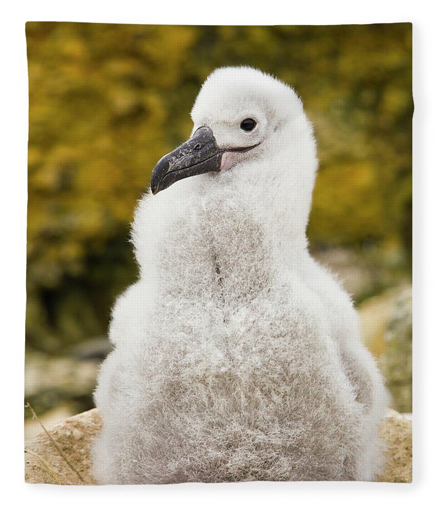 00345510 Fleece Blanket featuring the photograph Black Browed Albatross Chick by Yva Momatiuk John Eastcott
