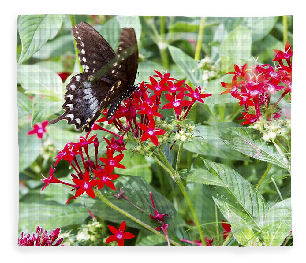 Butterfly Fleece Blanket featuring the photograph Black Butterfly in Field of Red Flowers by Karen Foley