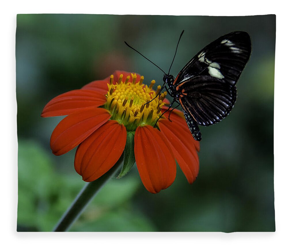 Black Fleece Blanket featuring the photograph Black Butterfly on Orange Flower by WAZgriffin Digital