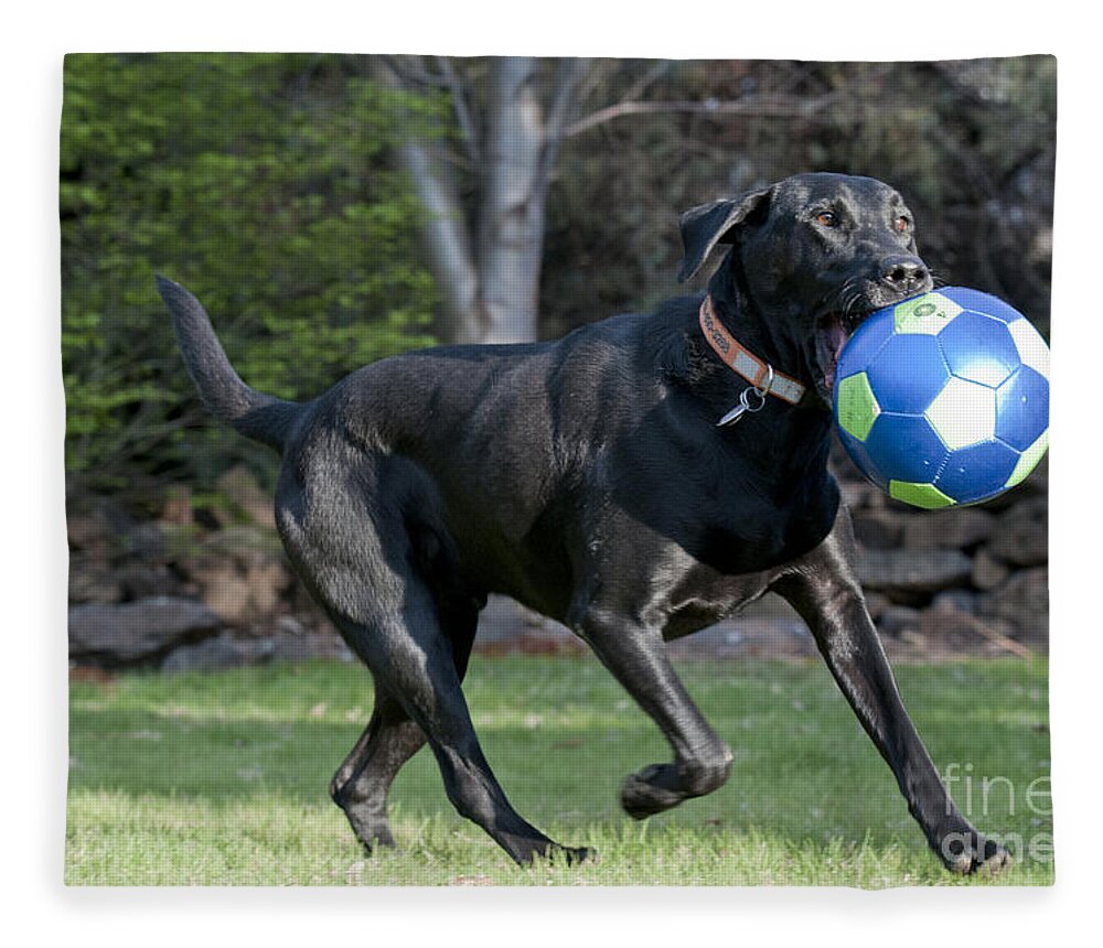 Black Lab Retriever Fleece Blanket featuring the photograph Black Labrador Retrieving Soccer Ball by William H Mullins