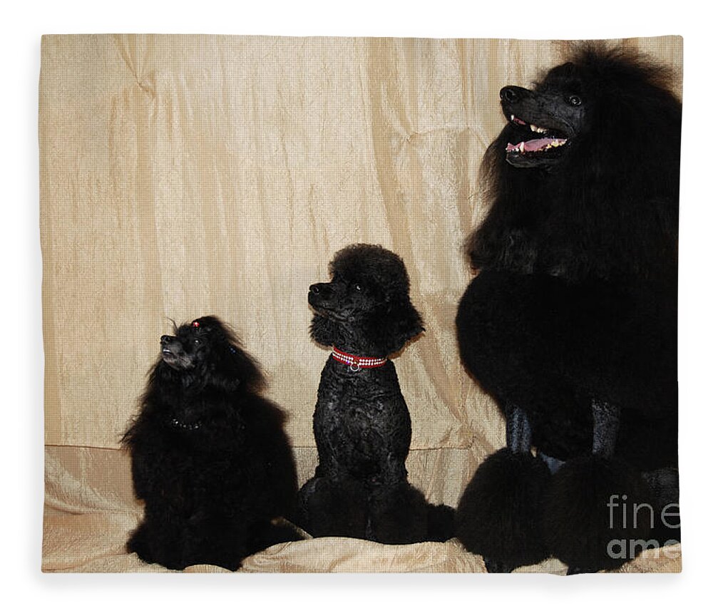 Cisco standard poodles sale