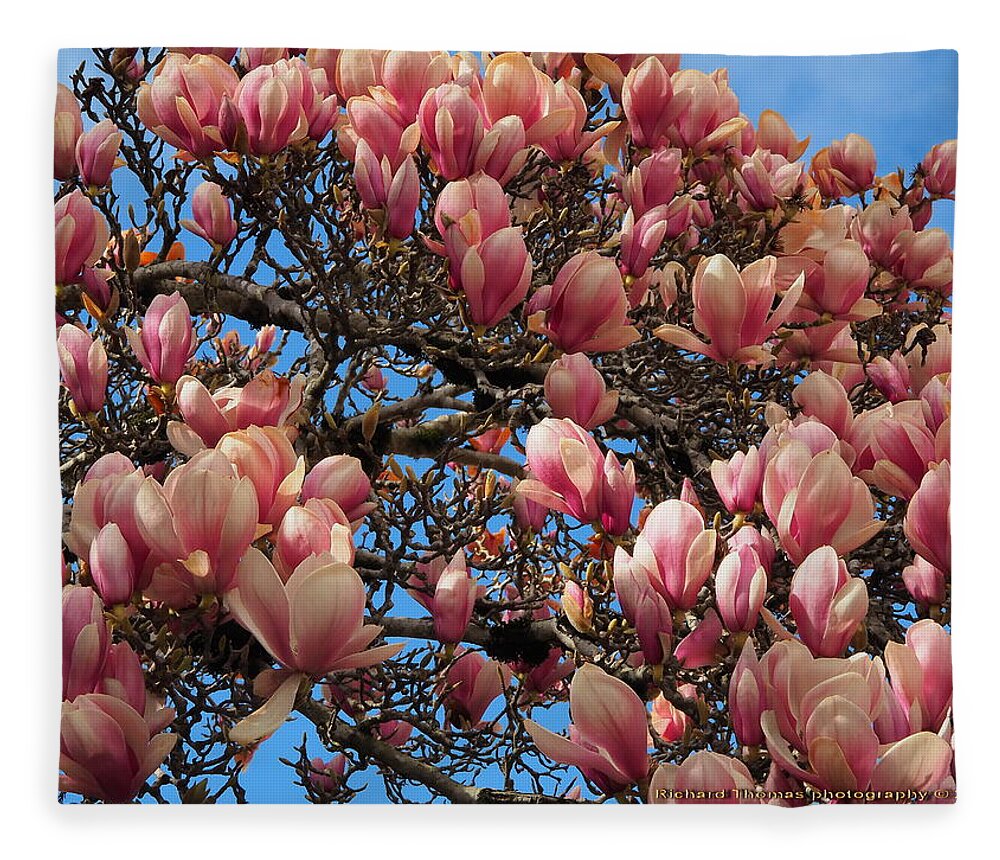 Botanical Fleece Blanket featuring the photograph Blooming Magnolia by Richard Thomas