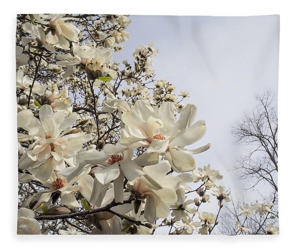 Magnolia Fleece Blanket featuring the photograph Blooming Magnolia Stellata Star Magnolia Tree by Marianne Campolongo