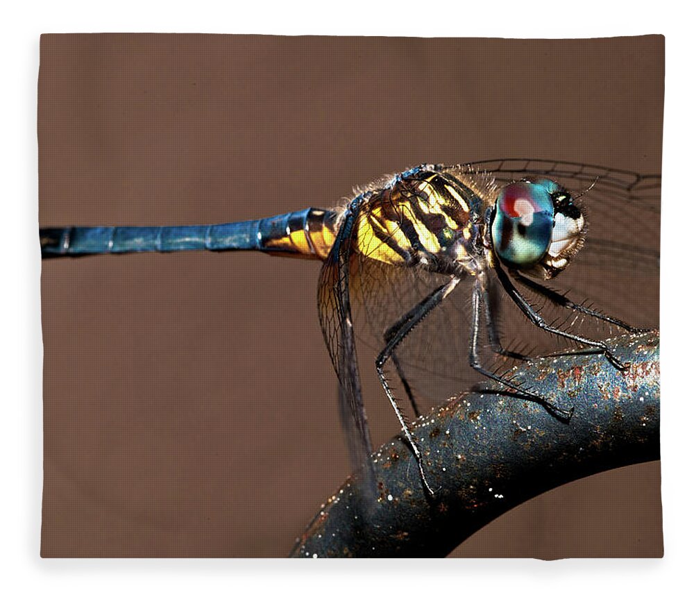 Dragonfly Fleece Blanket featuring the photograph Blue and Gold Dragonfly by Christopher Holmes