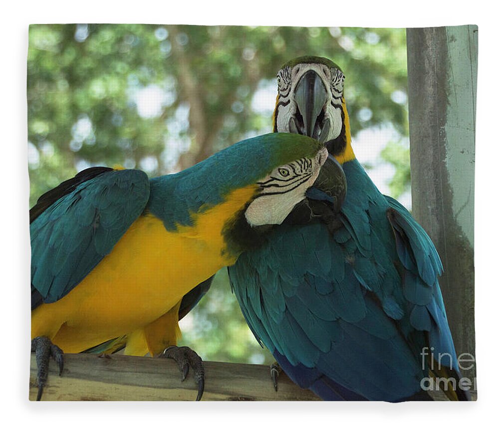 Macaw Fleece Blanket featuring the photograph Blue and Gold Love Birds by Judy Hall-Folde