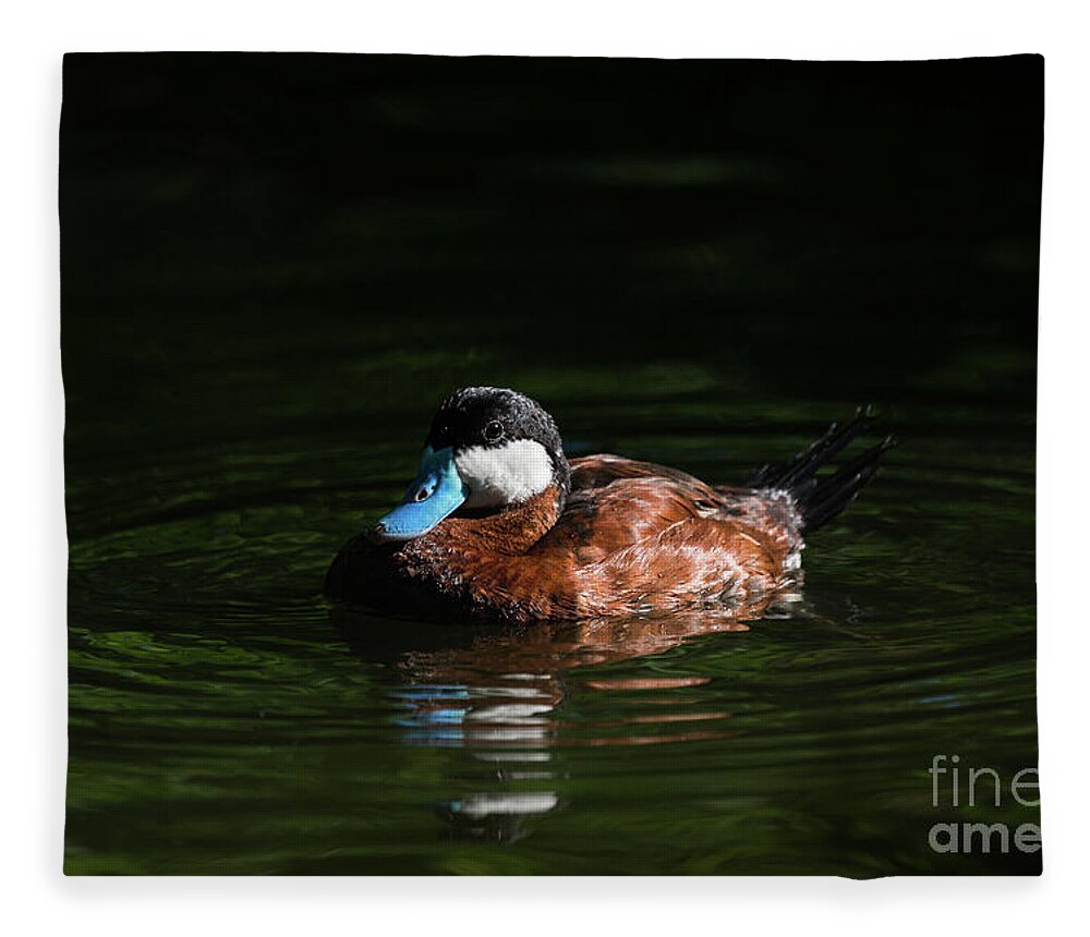 Ruddy Fleece Blanket featuring the photograph Blue Bill Ruddy Duck by Andrea Silies