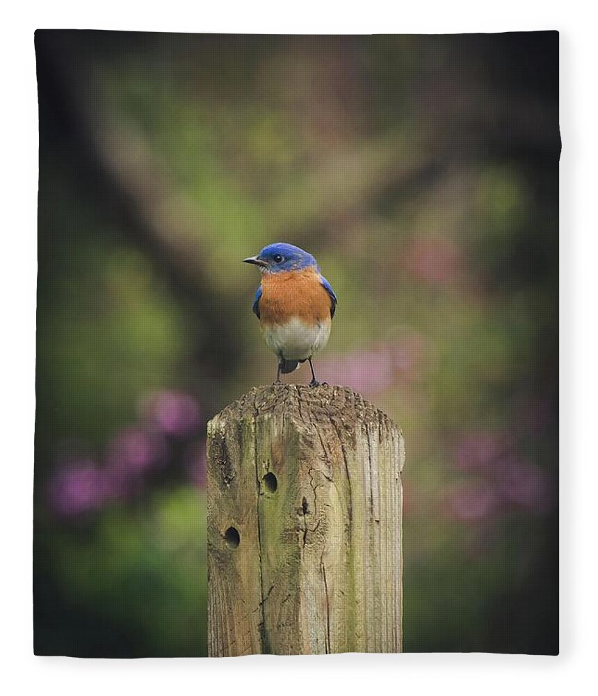 Bluebird Fleece Blanket featuring the photograph Blue with a bit of pink by Robert L Jackson