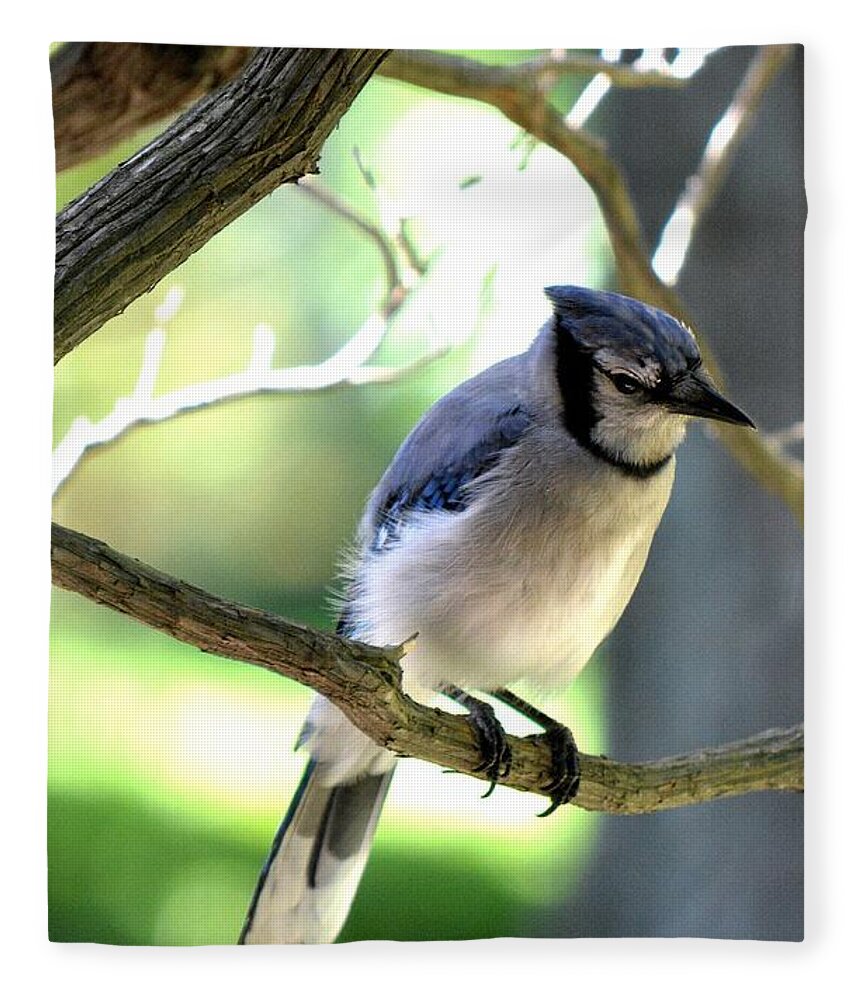 Bluejay Fleece Blanket featuring the photograph Bluejay by Dani McEvoy