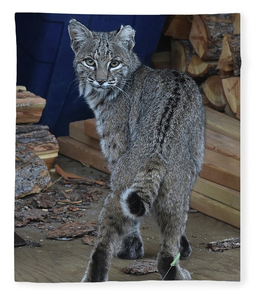 Bobcat Fleece Blanket featuring the photograph Bobcat by Ben Foster