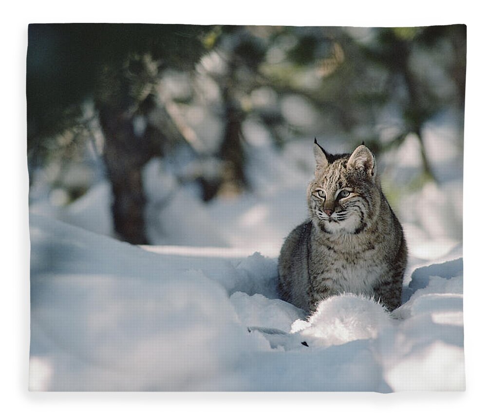 Mp Fleece Blanket featuring the photograph Bobcat Lynx Rufus Adult Resting In Snow by Michael Quinton