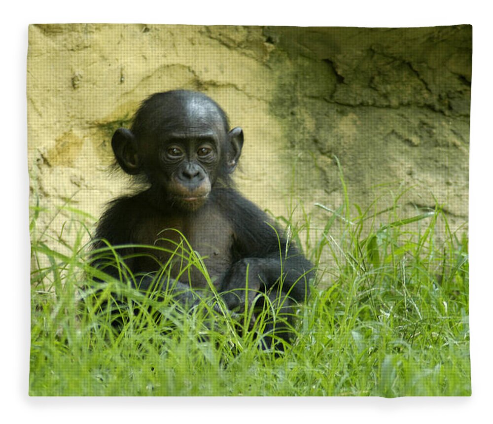 Bonobo Fleece Blanket featuring the photograph Bonobo Tyke by DArcy Evans