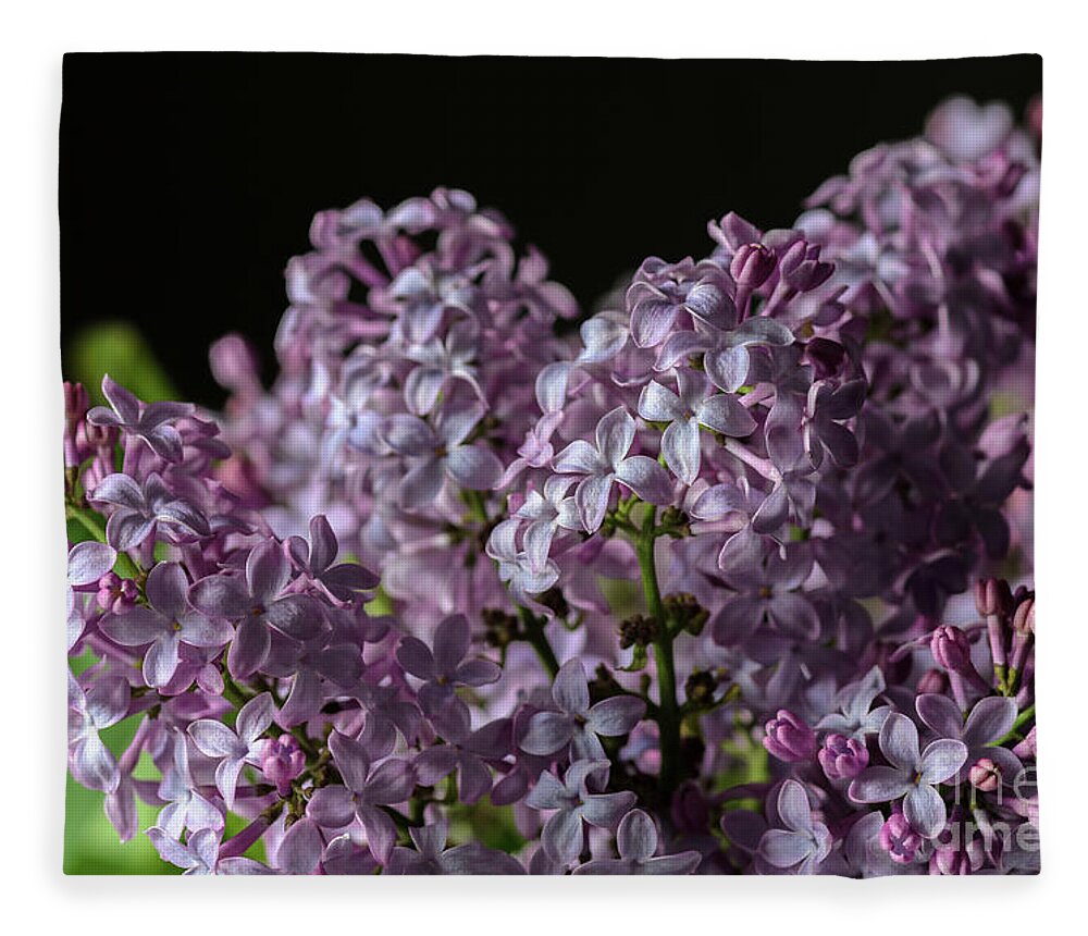 Lilacs Fleece Blanket featuring the photograph Bouquet of Lilacs by Tamara Becker