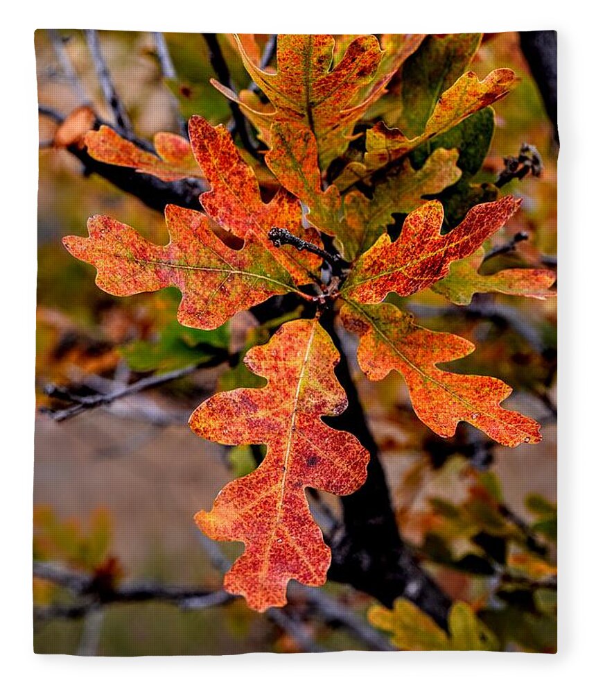 Oak Fleece Blanket featuring the photograph Branching Oak by Michael Brungardt