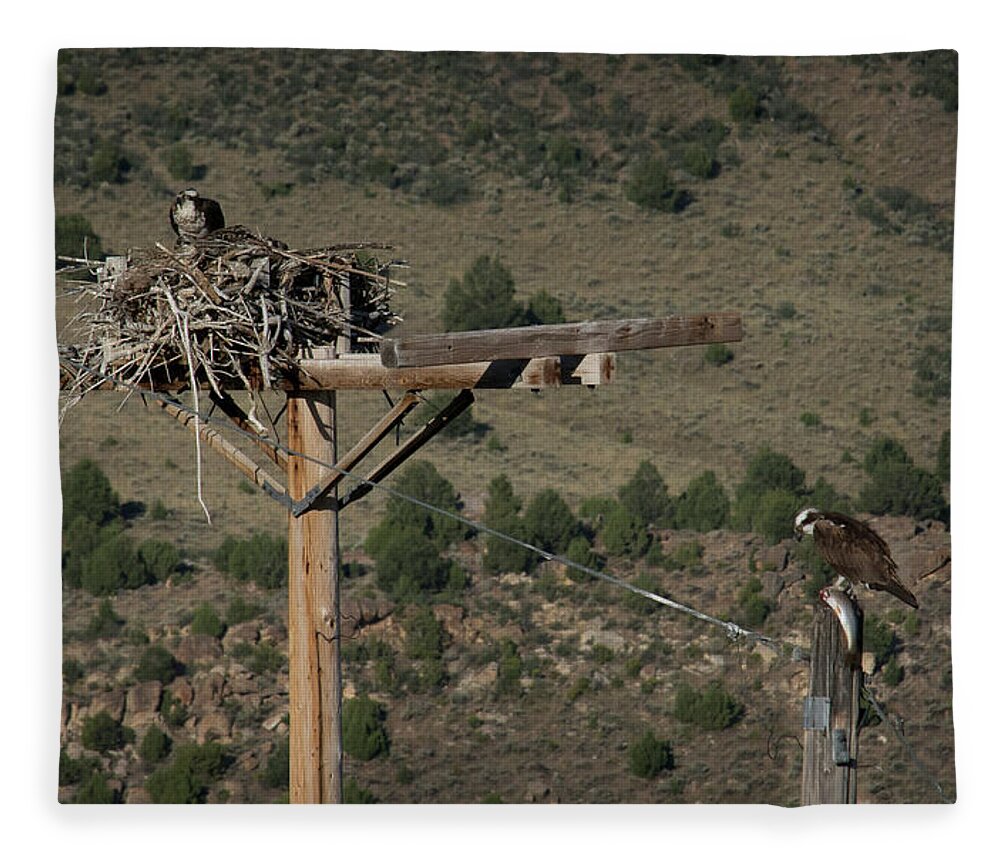 Peregrine Falcon Fleece Blanket featuring the photograph Breakfast by Brian Duram