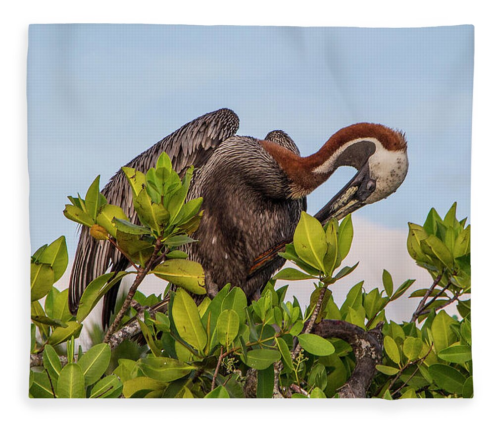 Travel Fleece Blanket featuring the photograph Brown Pelican, Galapagos Islands by Venetia Featherstone-Witty