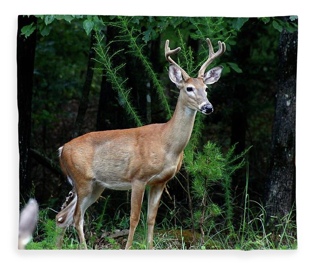 Buck Deer Fleece Blanket featuring the photograph Buck by Jerry Battle