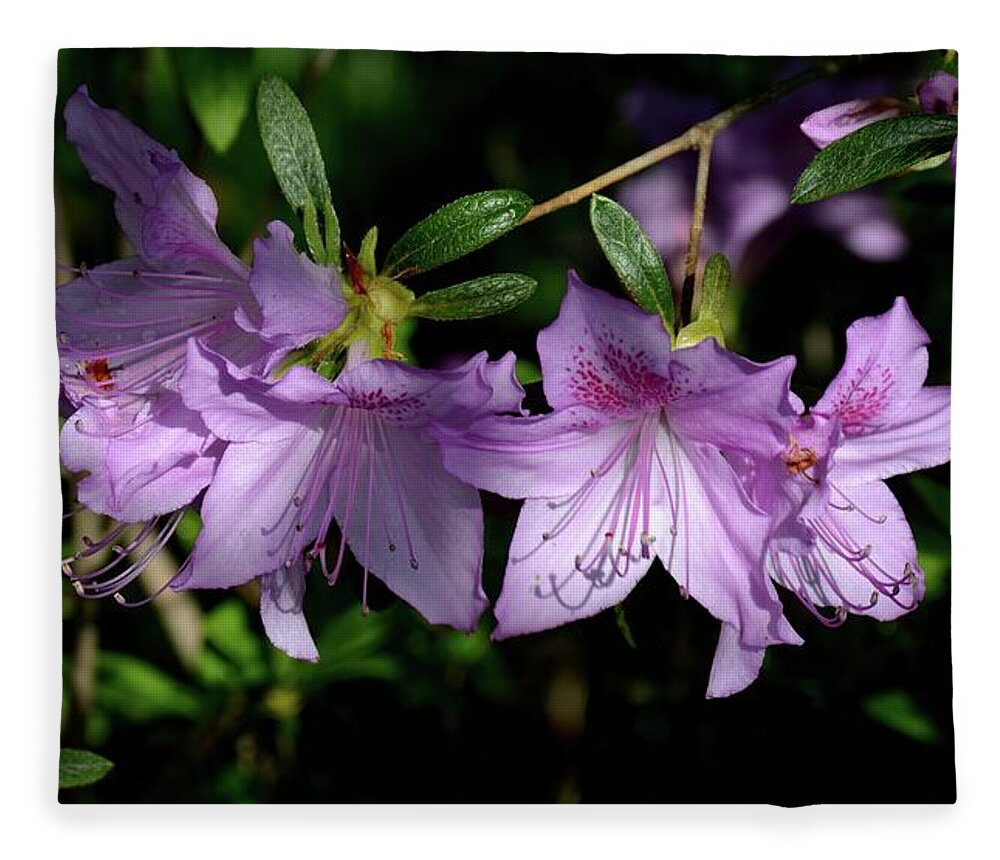 Azaleas Fleece Blanket featuring the photograph Buds And Blooms by Angie Tirado