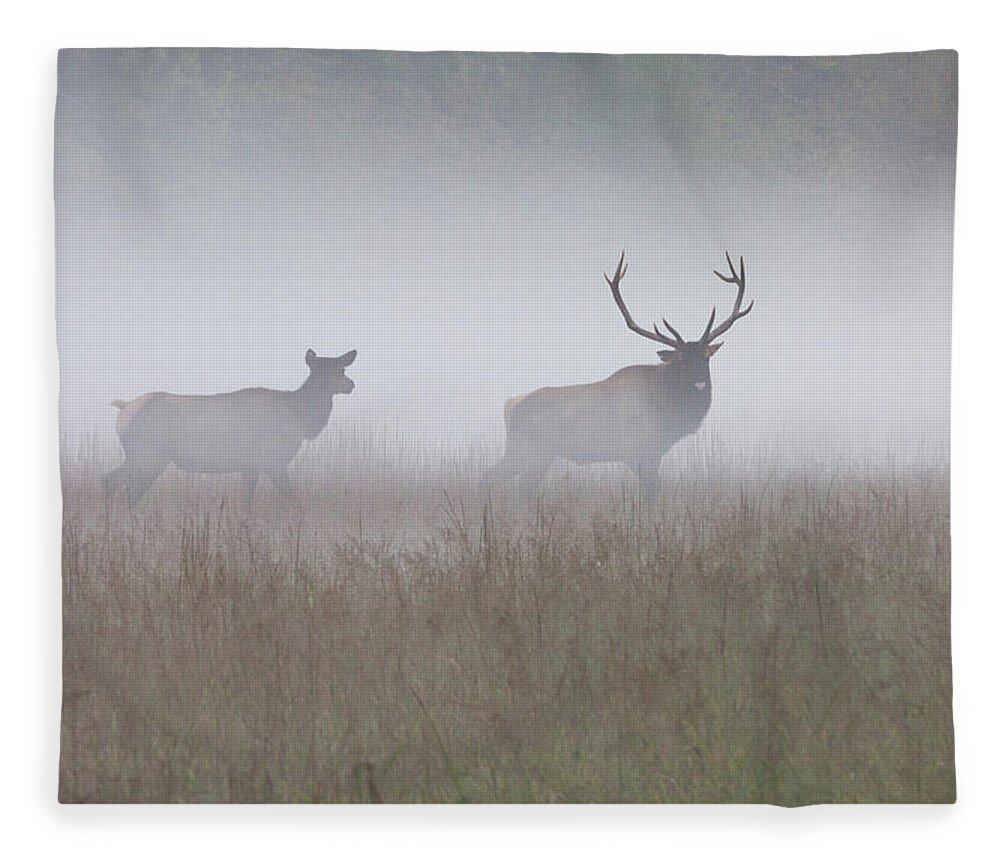 Elk Fleece Blanket featuring the photograph Bull and Cow Elk in Fog - September 30 2016 by D K Wall