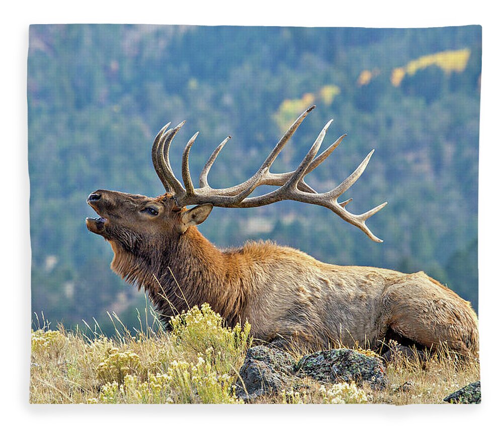 Bugle Fleece Blanket featuring the photograph Bull Elk Bugling by Wesley Aston