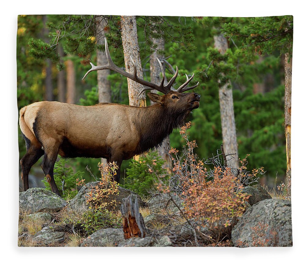 Bull Elk Fleece Blanket featuring the photograph Bull Elk in the Fall Rut by Gary Langley