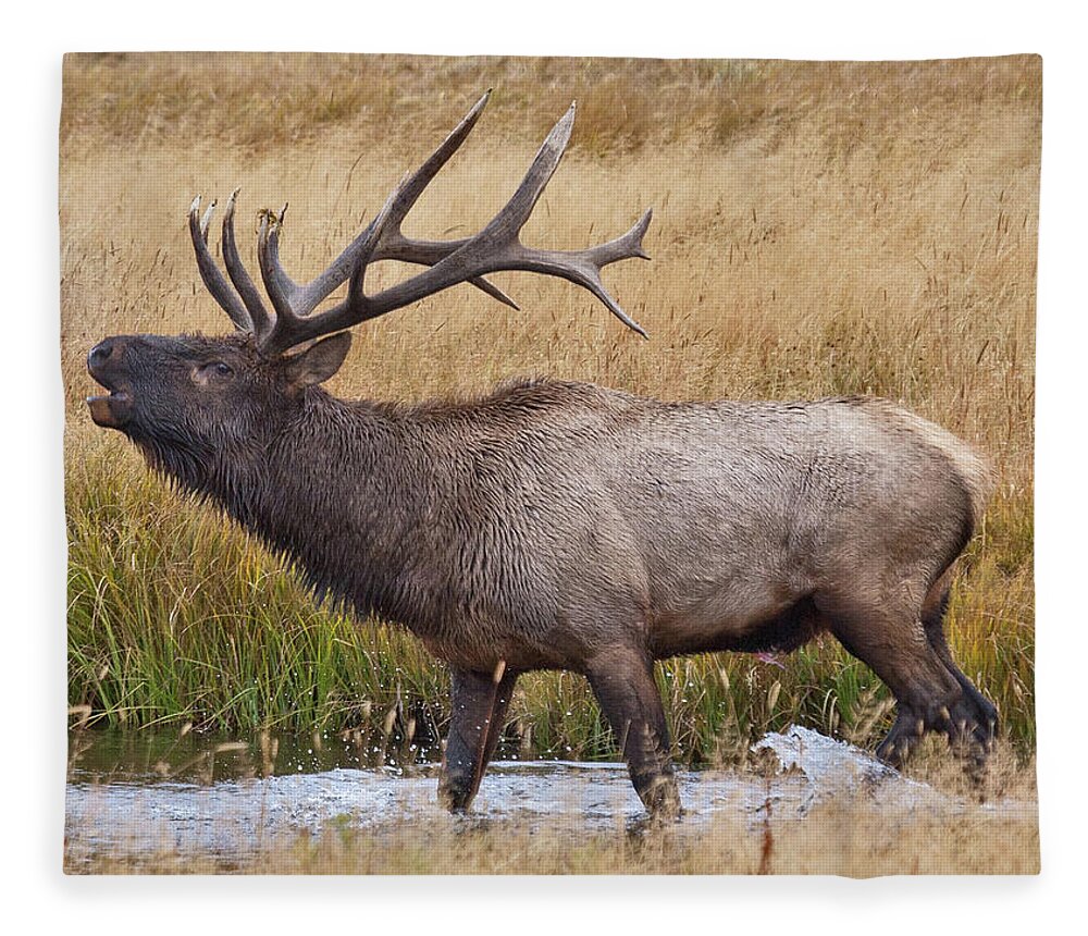 Elk Fleece Blanket featuring the photograph Bull Elk in Yellowstone by Wesley Aston