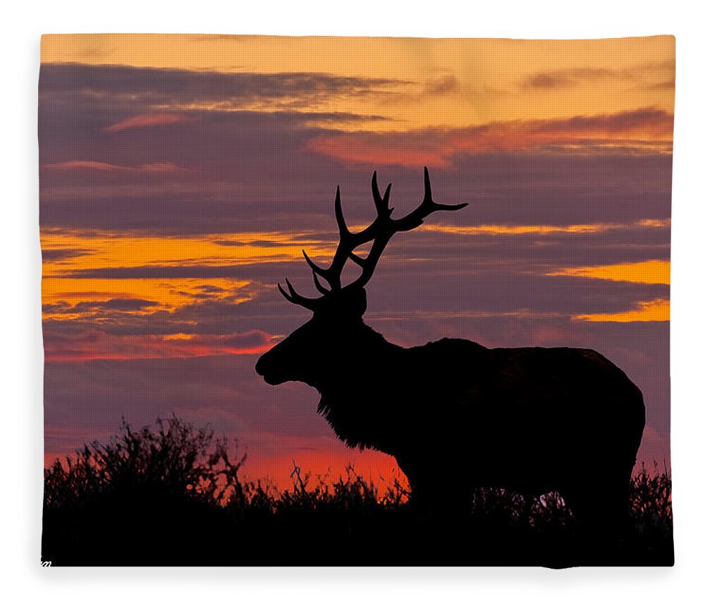 Animal Fleece Blanket featuring the photograph Bull Tule Elk Silhouetted at Sunset by Jeff Goulden