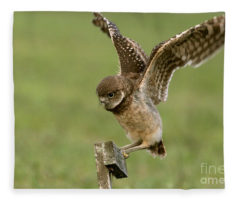 Burrowing Owl Fleece Blanket featuring the photograph Burrowing Owl - Learning to Fly by Meg Rousher
