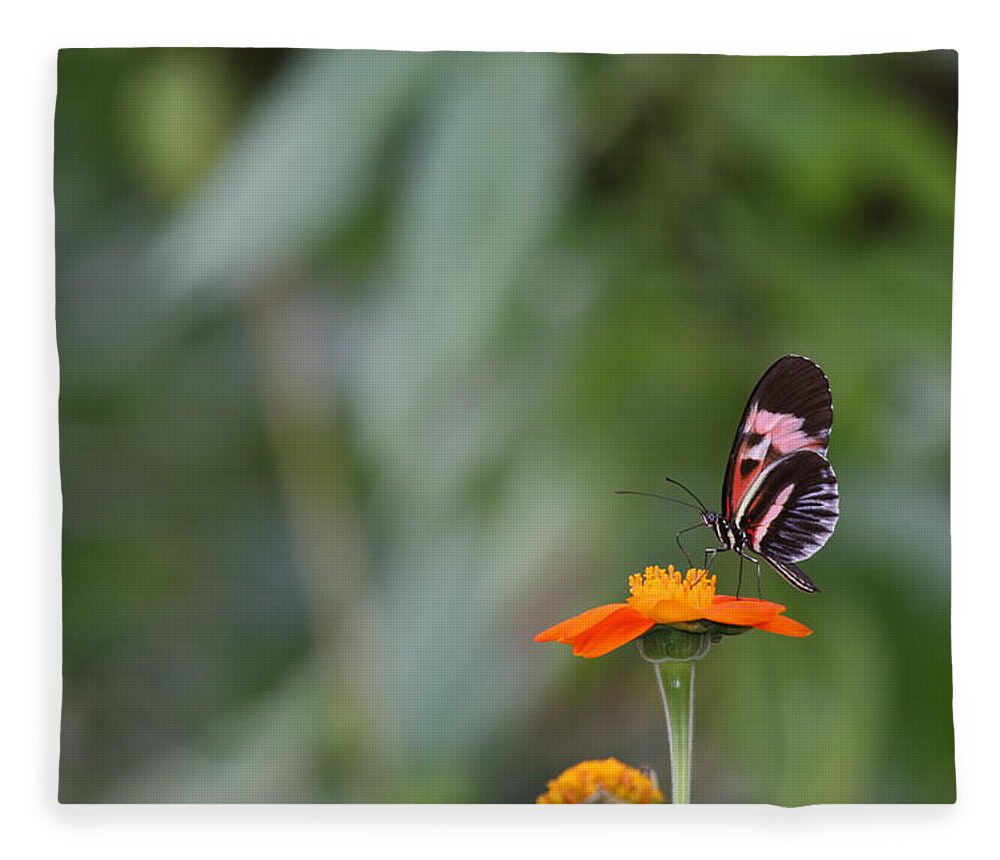 Butterfly Fleece Blanket featuring the photograph Butterfly 16 by Michael Fryd